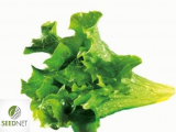 Σπόροι Baby Leaf Lollo Verde