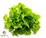 Σπόροι Baby Leaf Hoja De Roble Verde Batavia