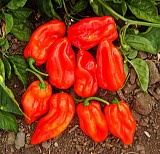 Σπόροι Πιπεριάς Habahot F1 Καυτερή