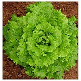 Σπόροι Μαρουλιού Campania 5gr