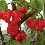 Σπόροι Πιπεριάς Habanero Red 500 σπόροι