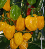 Σπόροι Πιπεριάς AK-5916 Habanero - 250 σπόροι
