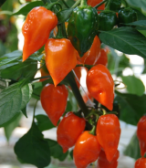 Σπόροι Πιπεριάς AK-5917- Habanero Πορτοκαλί - 250 σπόροι