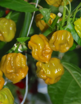 AK-5921- Habanero 250 σπόροι