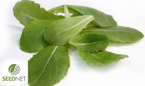 Σπόροι Baby Leaf Romana