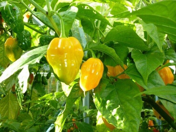 Σπόροι Πιπεριάς Habanero Yellow Καυτερή