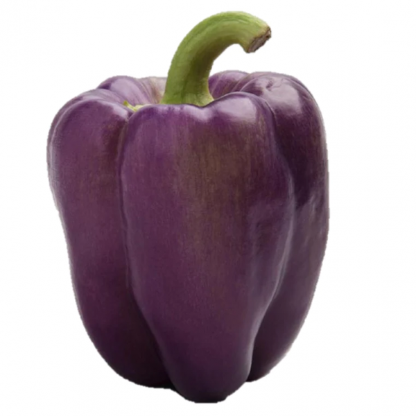 Σπόροι Πιπεριάς Purple F1 100 σπόροι