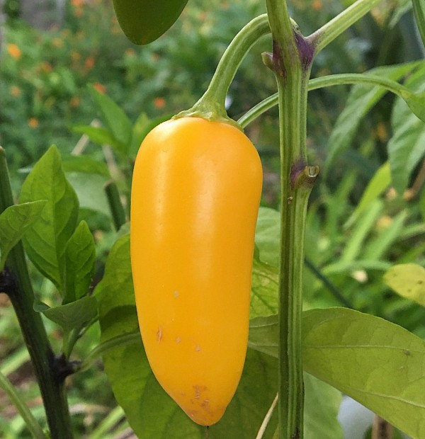 Σπόροι Πιπεριάς AK5948- Jalapeno Κίτρινη Καυτερή