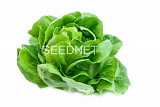 Σπόροι Μαρουλιού Justine (N) 10gr