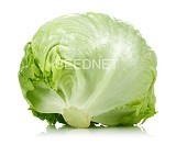 Σπόροι Μαρουλιού Umbrinas Iceberg