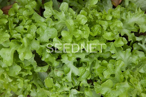 GREEN - Σπόροι Μαρουλιού Ashbrook 5000 σπόροι - 5000 σπόροι