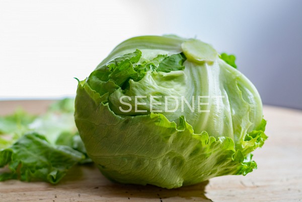 Σπόροι Μαρουλιού Pursuit (P) Iceberg