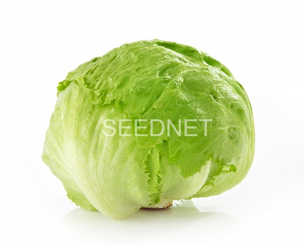 Σπόροι Μαρουλιού Aspirata Iceberg