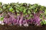 Σπόροι Κόκκινο Λάχανο Microgreens-Φύτρες