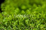 Σπόροι Καρότου Microgreens-Φύτρες