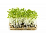 Σπόροι Βασιλικού Microgreens-Φύτρες  - 1KG
