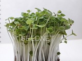 Σπόροι Pak Choi Microgreens-Φύτρες