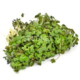 Σπόροι Μουστάρδας Microgreens-Φύτρες