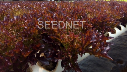 SALANOVA-MULTILEAF TYPE - Σπόροι Μαρουλιού Vidotex Salanova - 1000 σπόροι