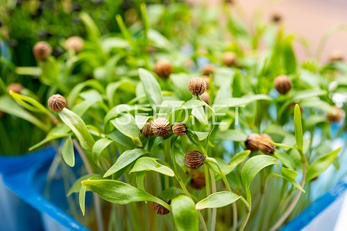 ΣΠΟΡΟΙ MICROGREENS-ΦΥΤΡΕΣ - Σπόροι Κίτρινου Παντζαριού Microgreens-Φύτρες - 1KG σπόροι