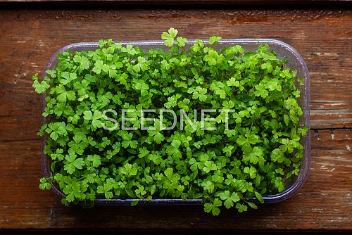 ΣΠΟΡΟΙ MICROGREENS-ΦΥΤΡΕΣ - Σπόροι Μαϊντανού Microgreens-Φύτρες - 1KG σπόροι