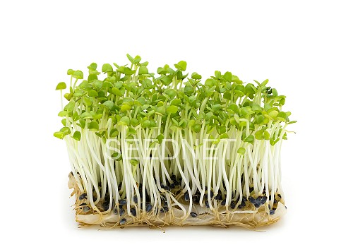 ΣΠΟΡΟΙ MICROGREENS-ΦΥΤΡΕΣ - Σπόροι Βασιλικού Microgreens-Φύτρες - 1KG σπόροι