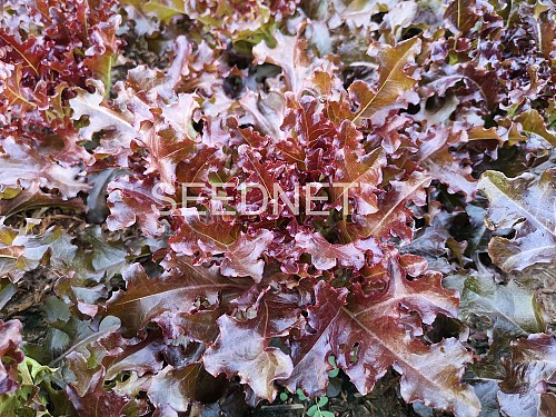 SALANOVA-MULTILEAF TYPE - Σπόροι Μαρουλιού Prodigio (P) Salanova - 5000 σπόροι