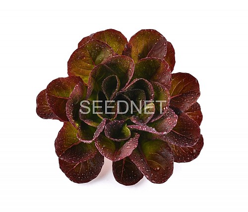 SALANOVA-MULTILEAF TYPE - Σπόροι Μαρουλιού Klimt Salanova - 5000 σπόροι