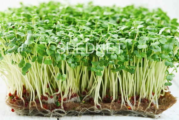 Σπόροι Μπρόκολου Microgreens-Φύτρες