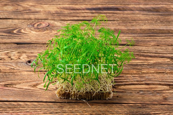 Σπόροι Fennel Microgreens-Φύτρες