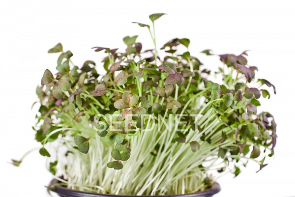 Σπόροι Mizuna (Baby leaves) Microgreens-Φύτρες