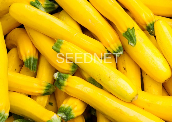 Σπόροι Κολοκυθιού Lemona Standard