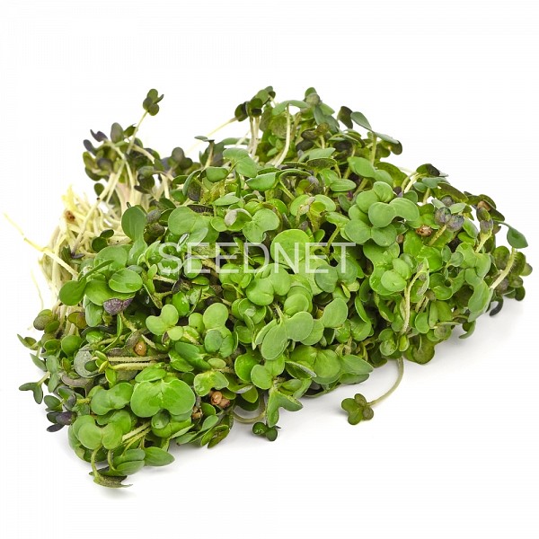 Σπόροι Μουστάρδας Microgreens-Φύτρες