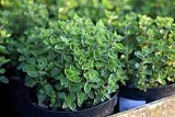 OREGANO GREEK