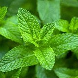 PEPPERMINT