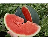 Σπόροι Καρπουζιού Sugar Delicata