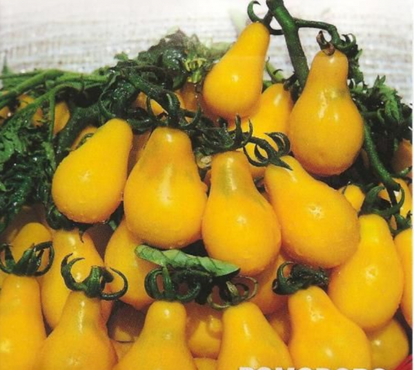 Σπόροι Τομάτας Yellow Pearshaped F1 1000 σπόροι