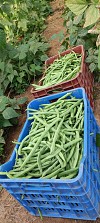 Σπόροι Φασολιού Terli F1 1000 σπόροι