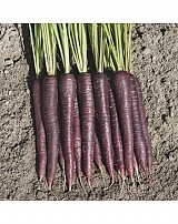 Σπόροι Καρότου Deep Purple F1