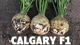 Σπόροι Σελινόριζας Calgary F1 (P)