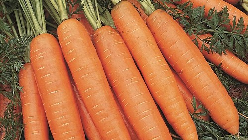 Bangor Carrot Seeds - 100000 seeds