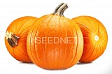 Σπόροι Κολοκύθας Candy F1