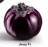Σπόροι Μελιτζάνας Jessy F1 1000 σπόροι