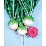 Σπόροι Ραπανάκι Red Meat F1 - 25g