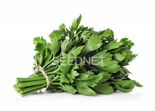 ΣΠΟΡΟΙ ΣΕΛΕΡΥ - Σπόροι Σέλερυ Safir (celery leaf) - 1kg σπόροι