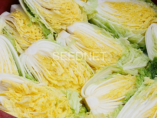 Pacifico Chinese Cabbage Seeds - 2500 seeds