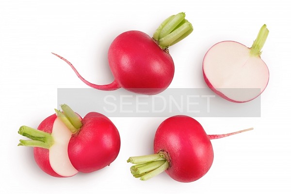 Σπόροι Ραπανάκι Varda 100gr