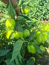Σπόροι Πιπεριάς Mysoon 500 σπόροι