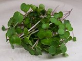 Σπόροι Kale Microgreens-Φύτρες