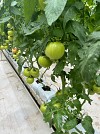 Σπόροι Τομάτας Dion F1 500 seeds